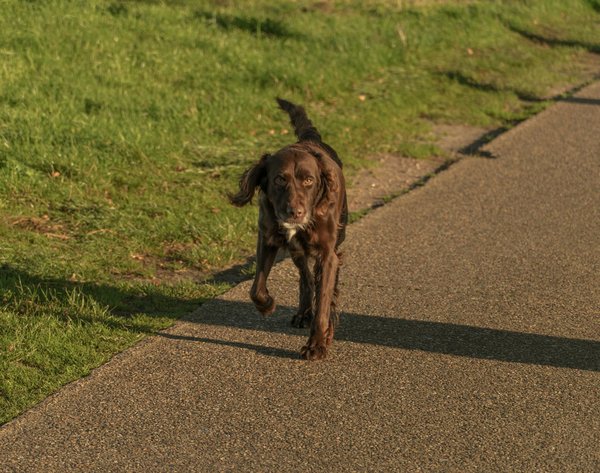 Les meilleurs conseils pour assurer la sécurité de votre animal à domicile