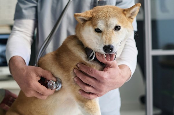 Élevage chiot shiba inu : la passion au cœur du bien-être
