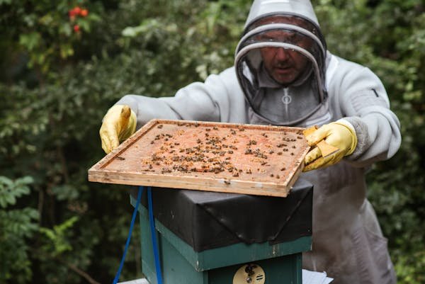 Matériel apiculture : tout ce qu'il faut pour réussir vos ruches